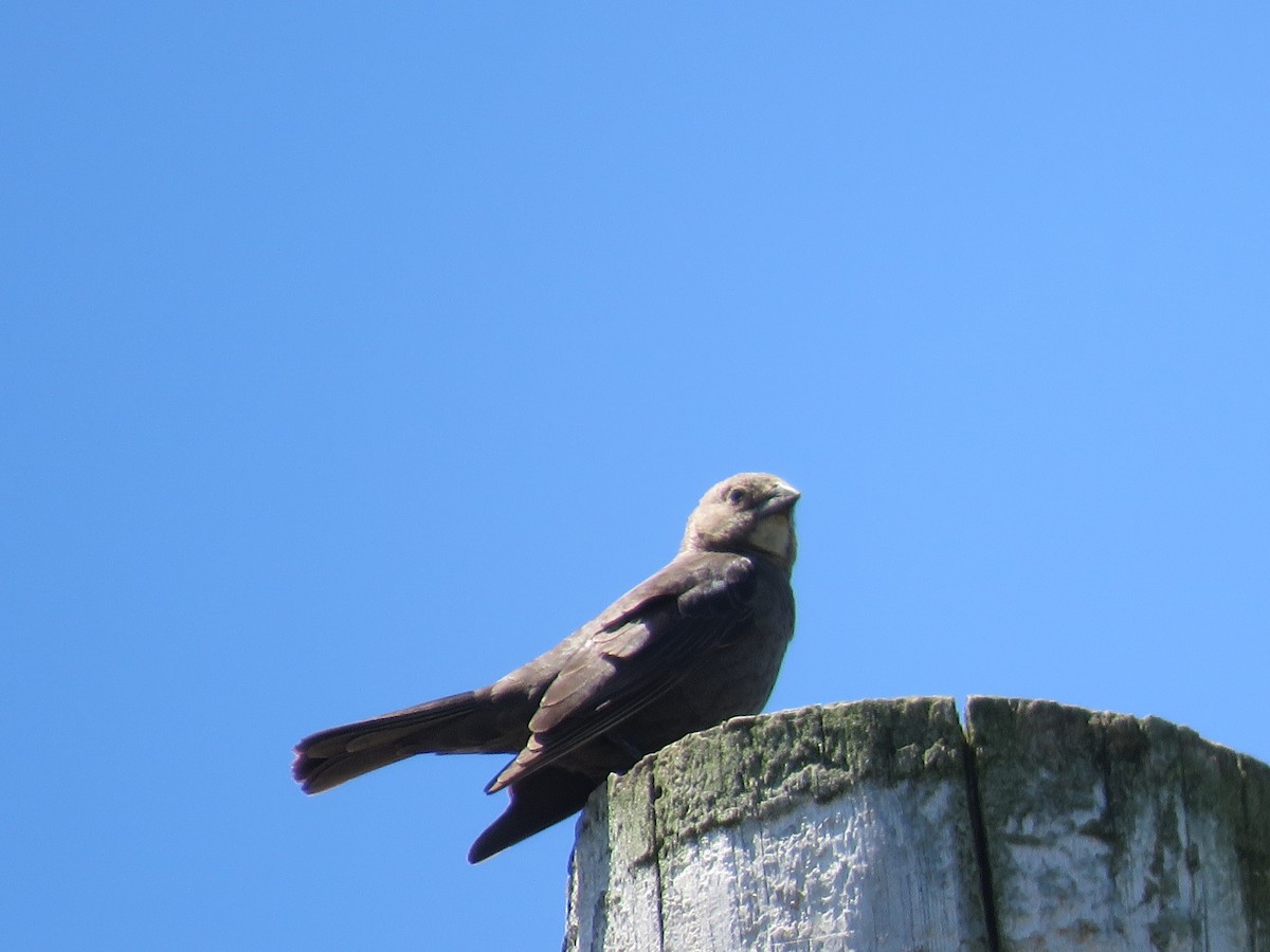 Brown-headed Cowbird - ML620429716