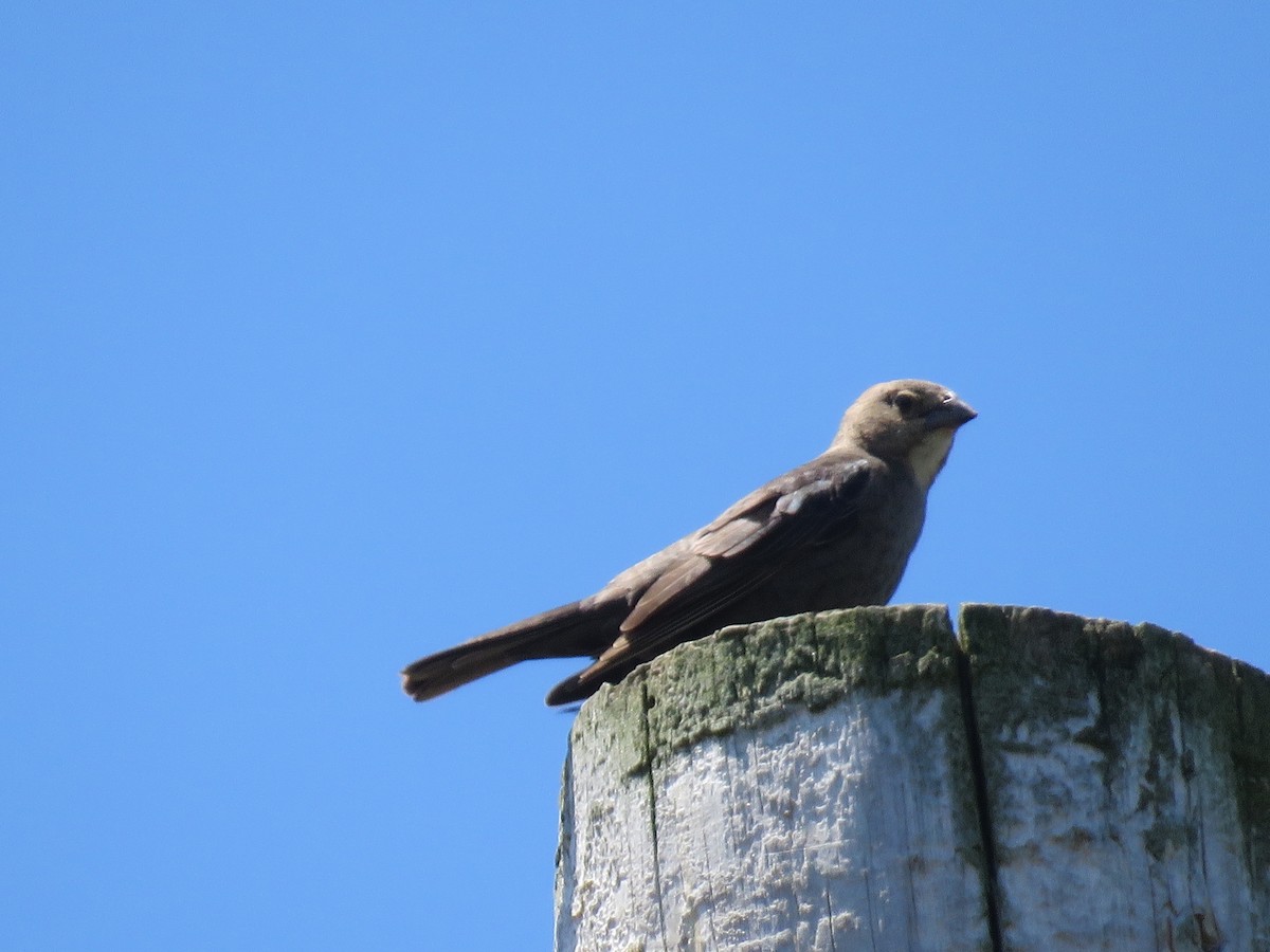 Brown-headed Cowbird - ML620429717