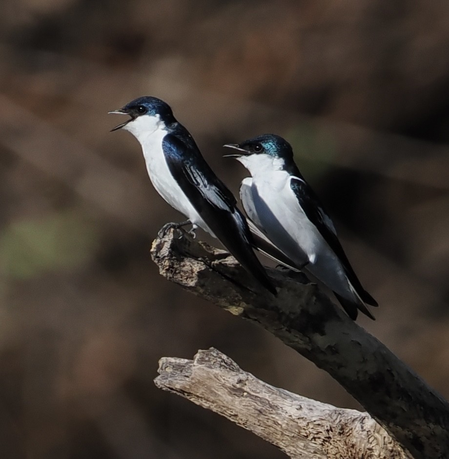 White-winged Swallow - Lynn Chapman