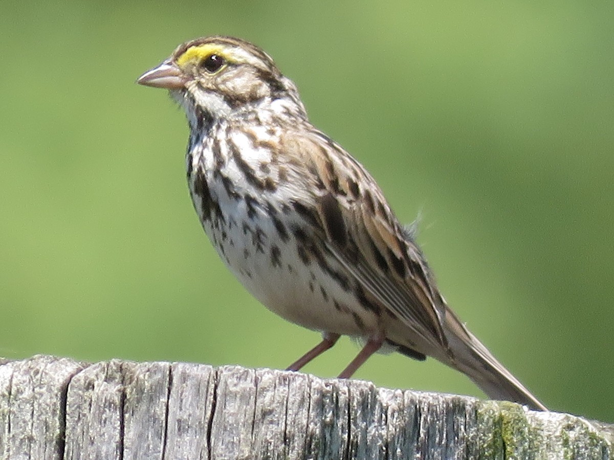 Savannah Sparrow - ML620429728