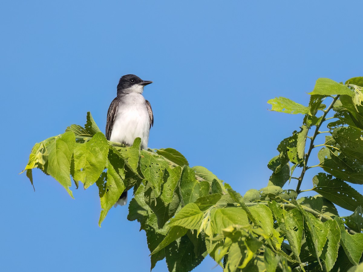 Eastern Kingbird - ML620429731