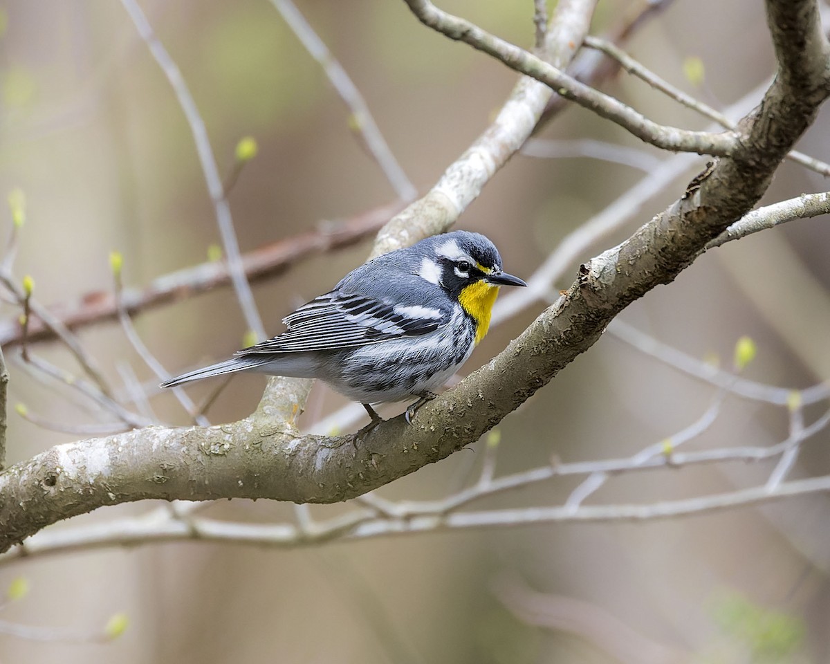 Yellow-throated Warbler (dominica/stoddardi) - Daniel S.