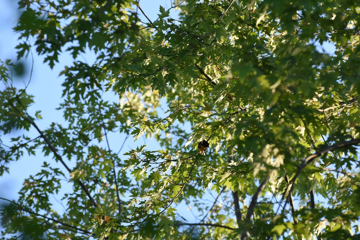 Baltimore Oriole - Jason Coil