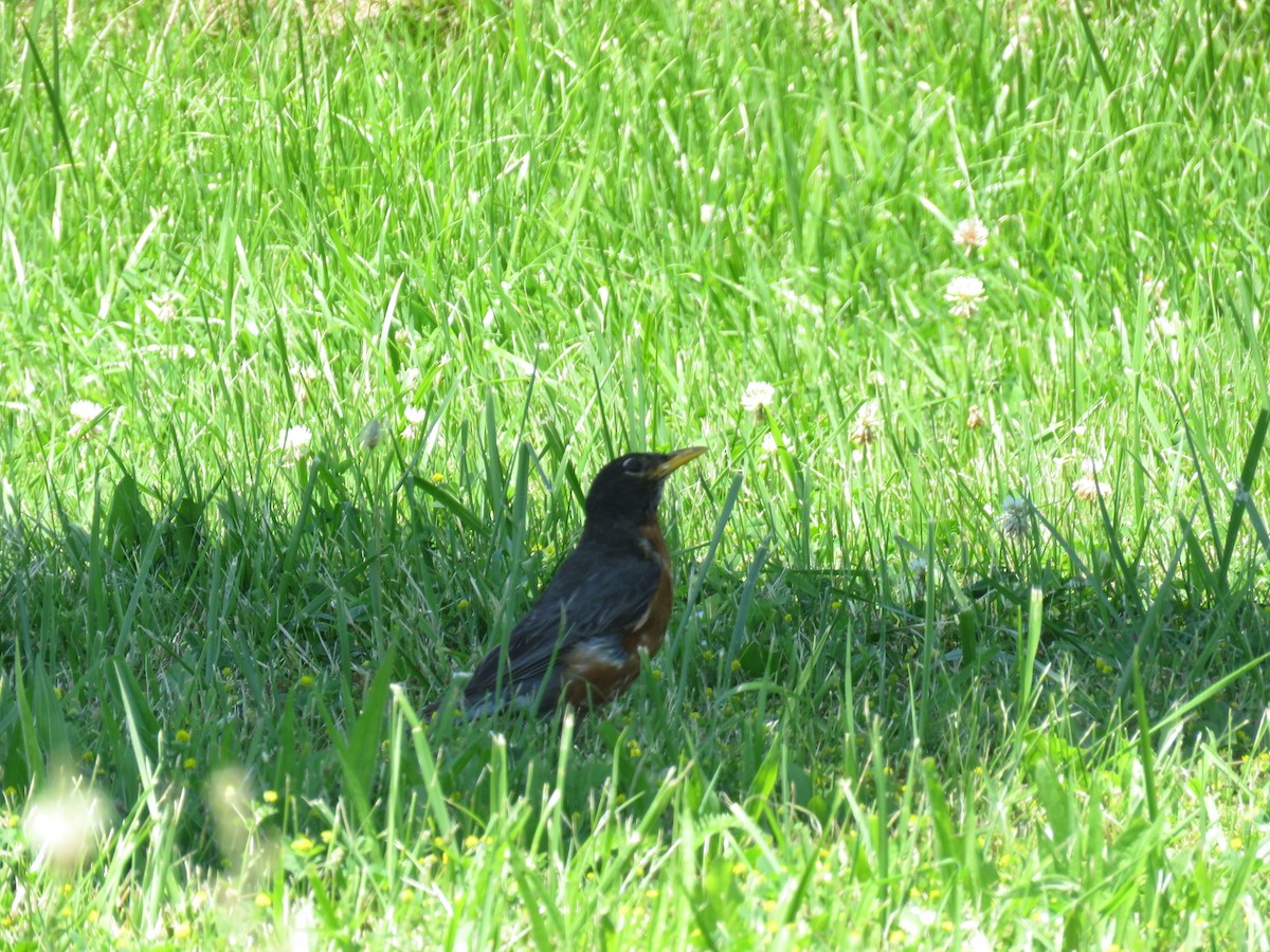 American Robin - ML620429744