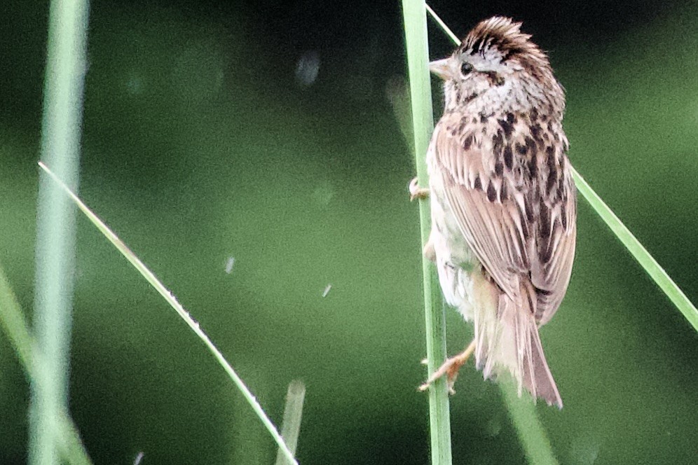 Lincoln's Sparrow - ML620429749