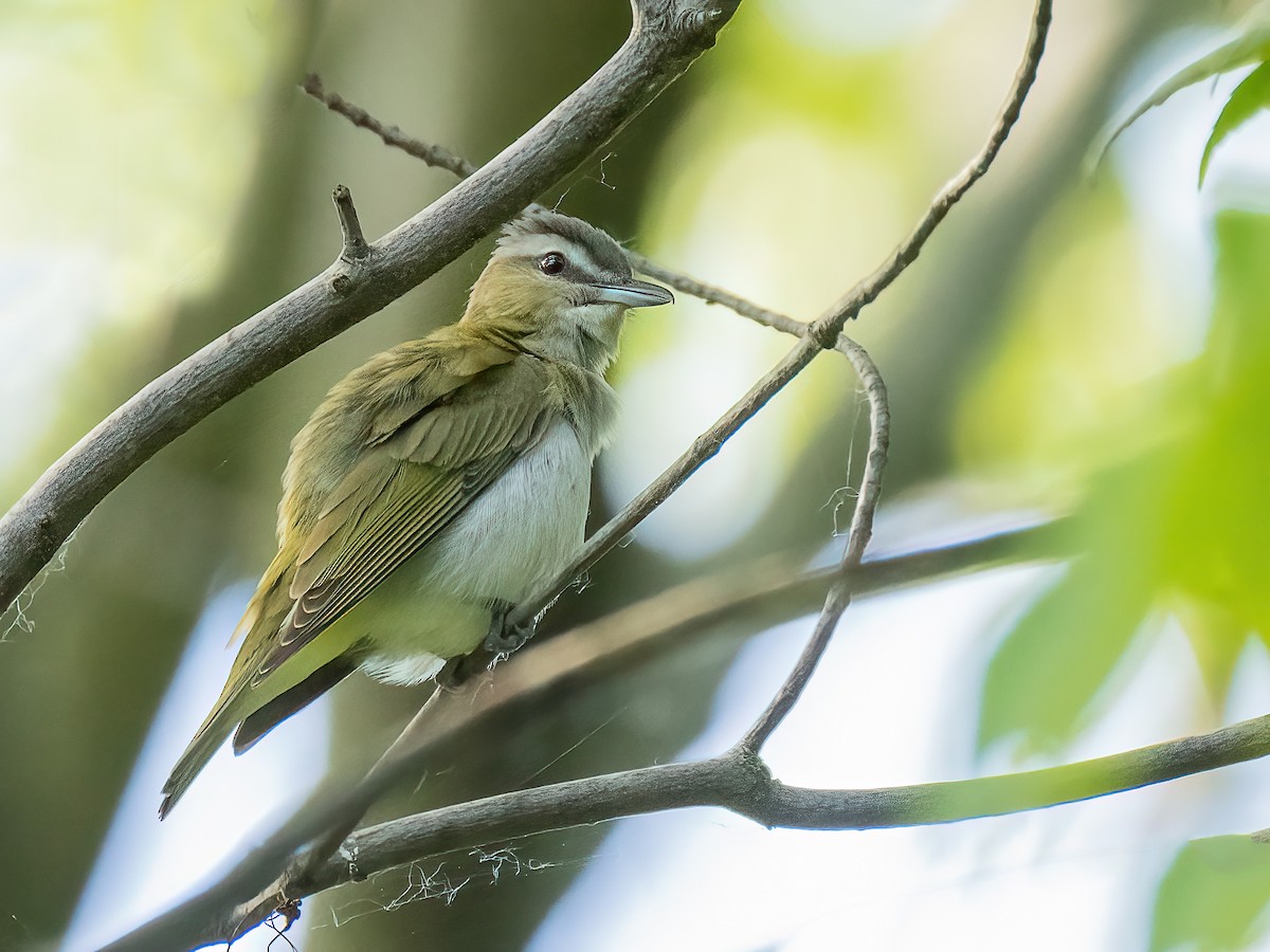 Red-eyed Vireo - ML620429751