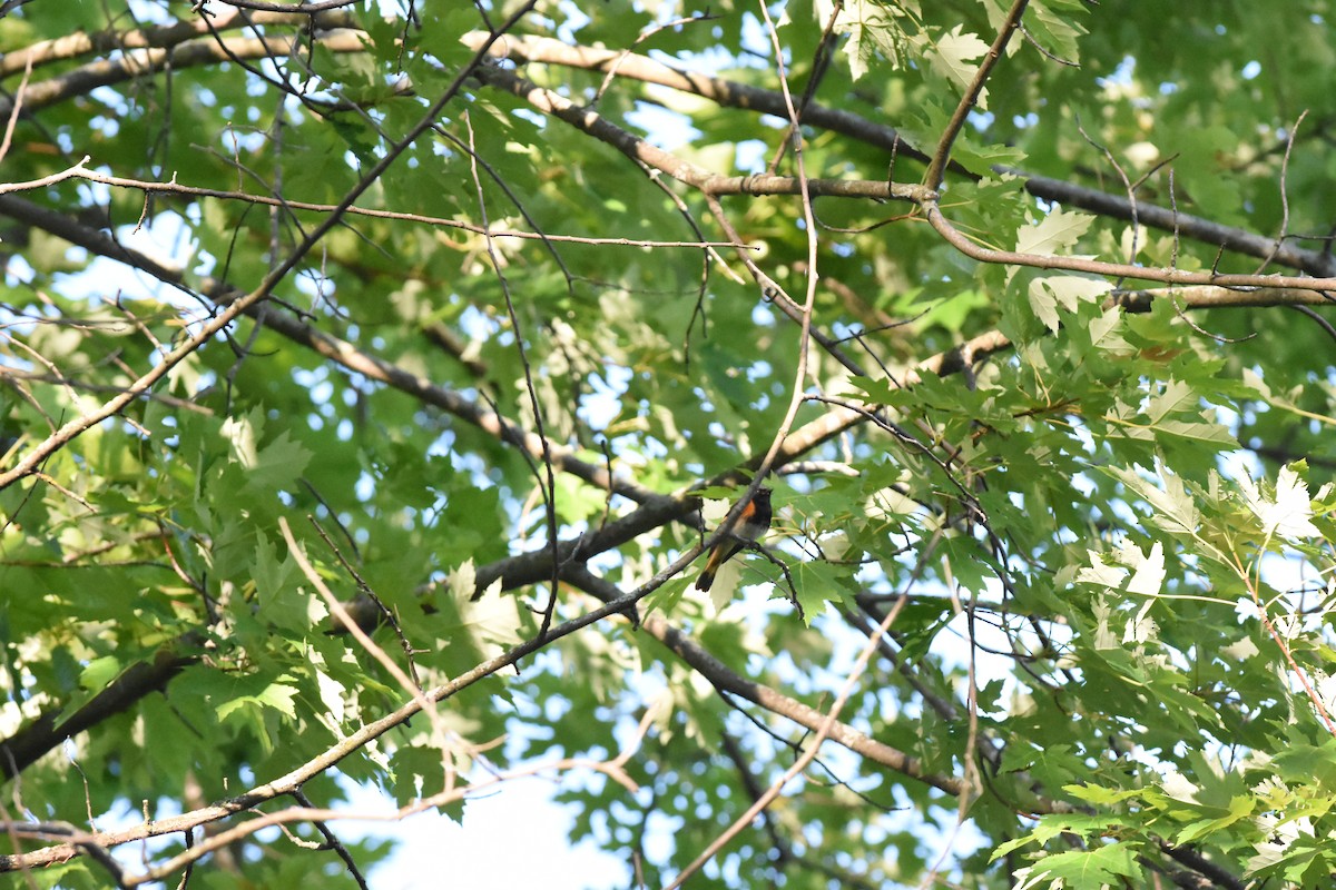 American Redstart - ML620429754