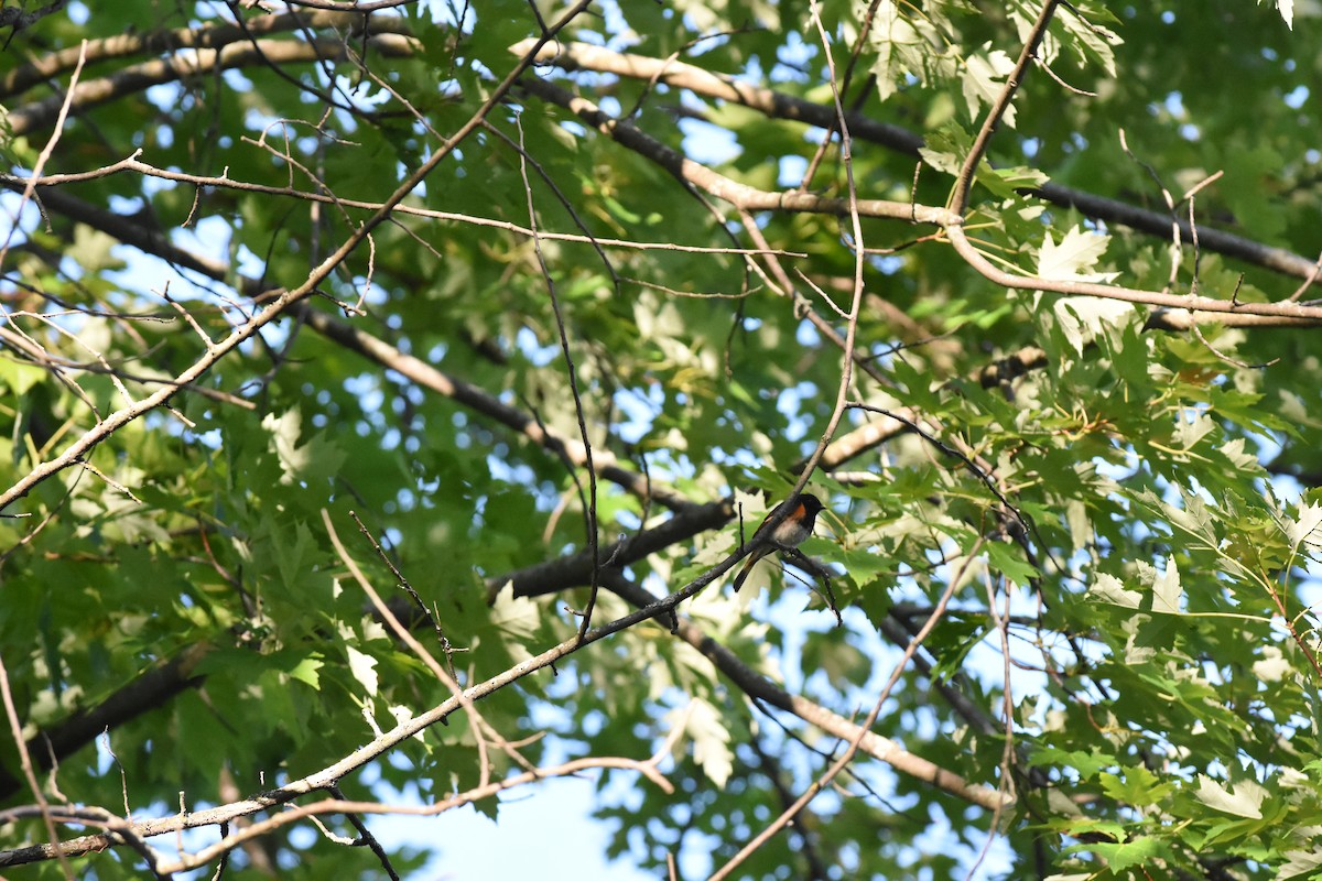 American Redstart - ML620429755