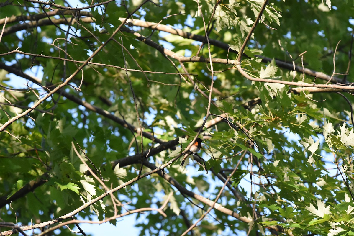 American Redstart - Jason Coil