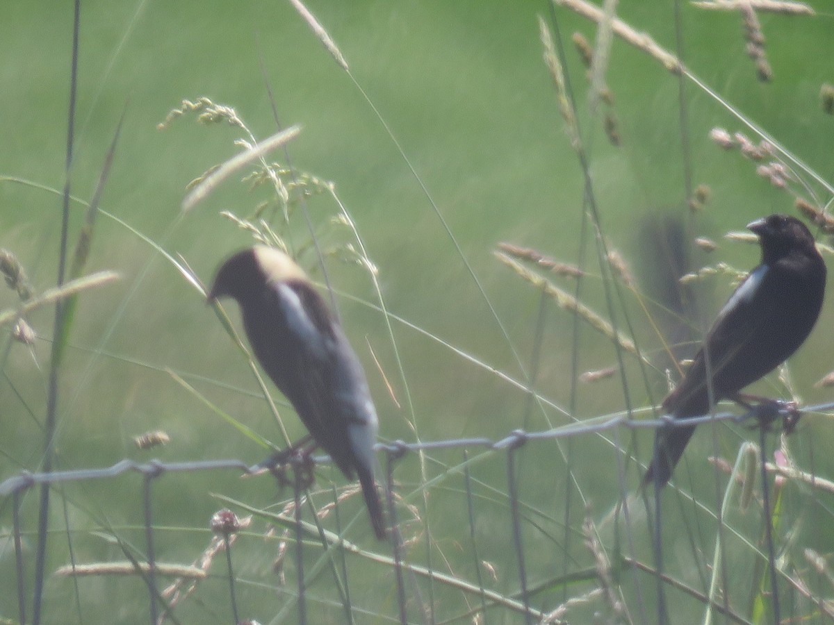 bobolink americký - ML620429764