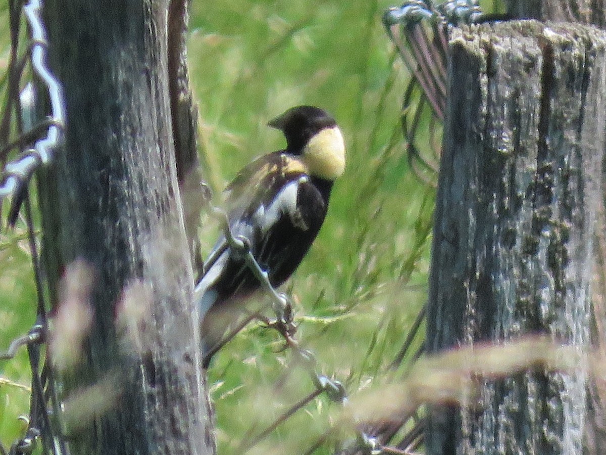 bobolink americký - ML620429765