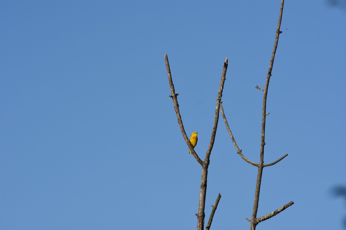 Yellow Warbler - ML620429770