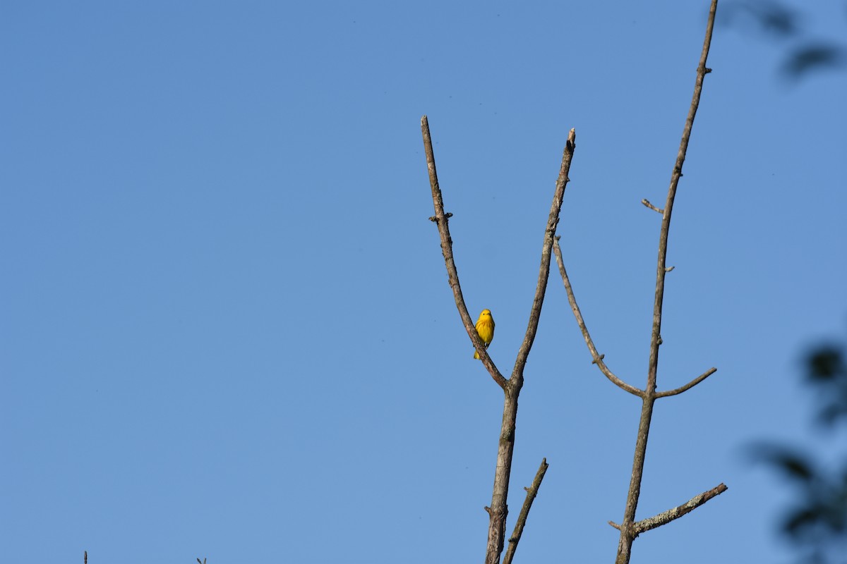Yellow Warbler - ML620429772