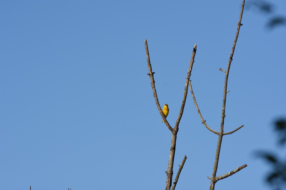 Yellow Warbler - ML620429773