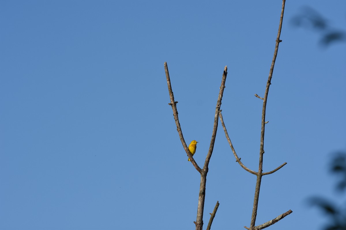 Yellow Warbler - ML620429775