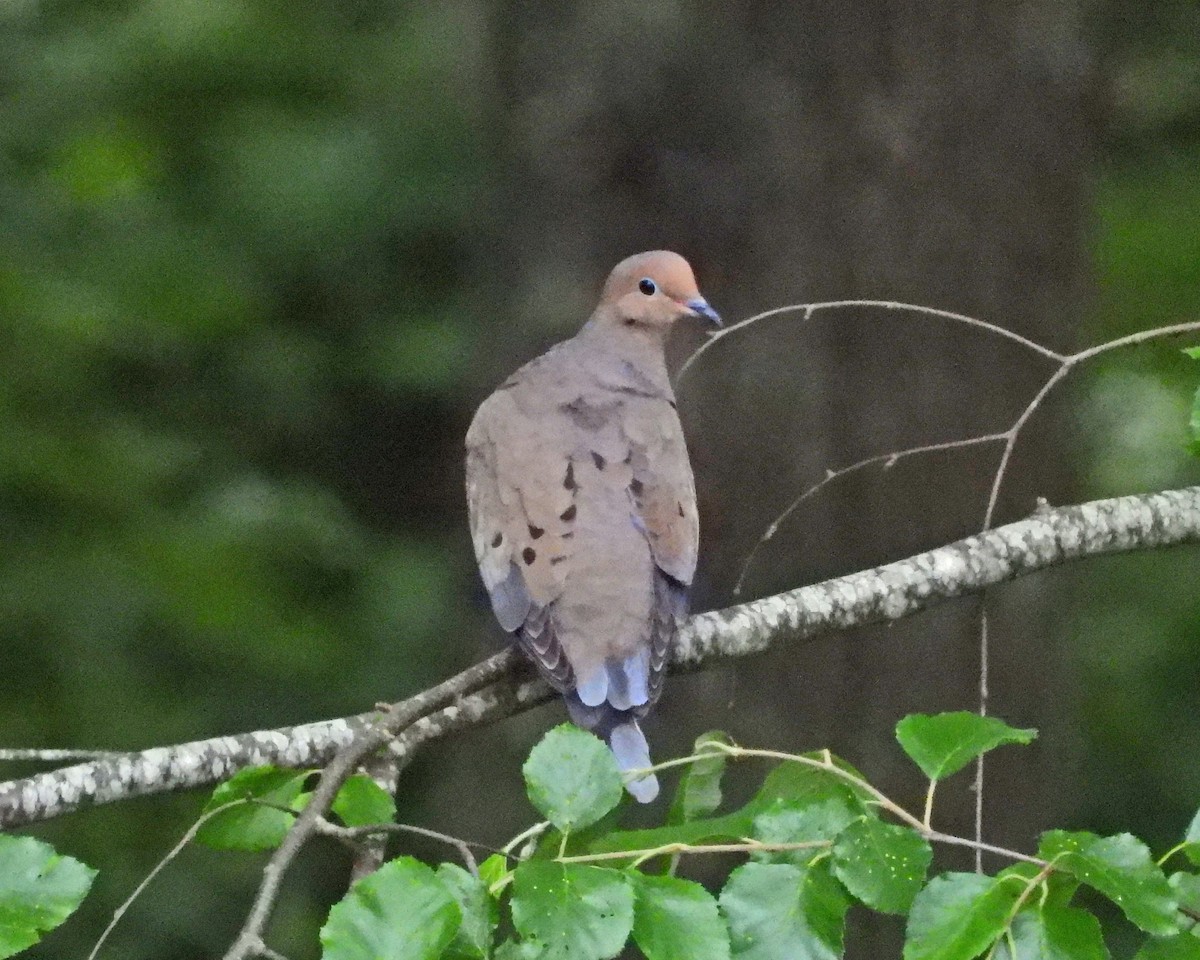 Mourning Dove - ML620429776