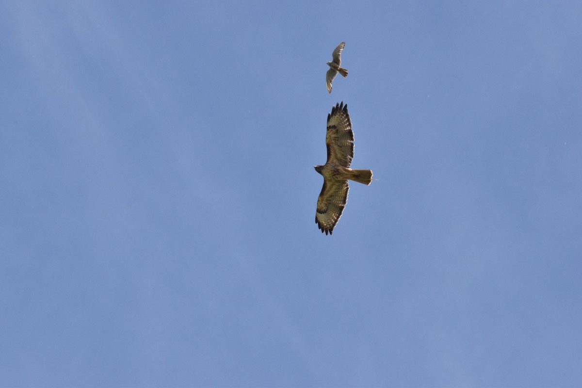 Red-tailed Hawk - ML620429783