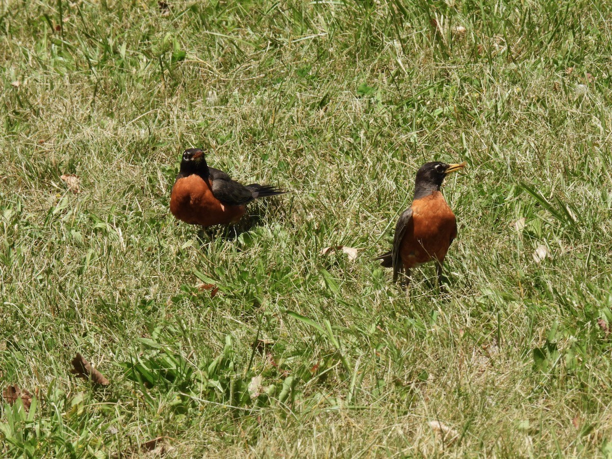 American Robin - ML620429785