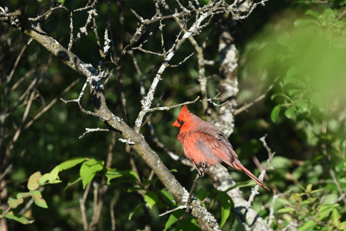 Northern Cardinal - ML620429789