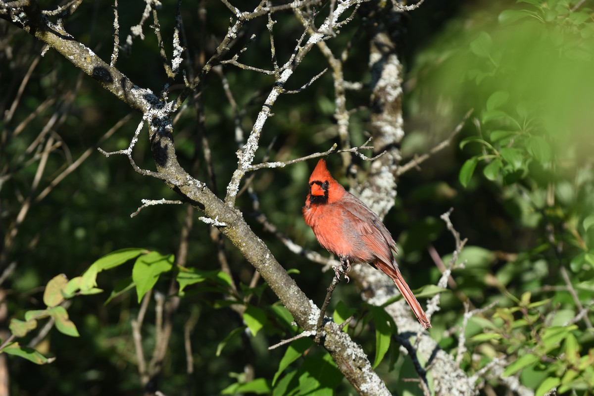 Northern Cardinal - ML620429790