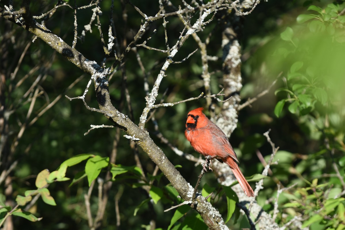 Northern Cardinal - ML620429793