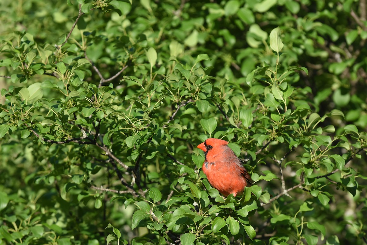 Northern Cardinal - ML620429795