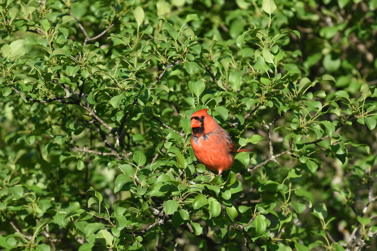 Northern Cardinal - ML620429796