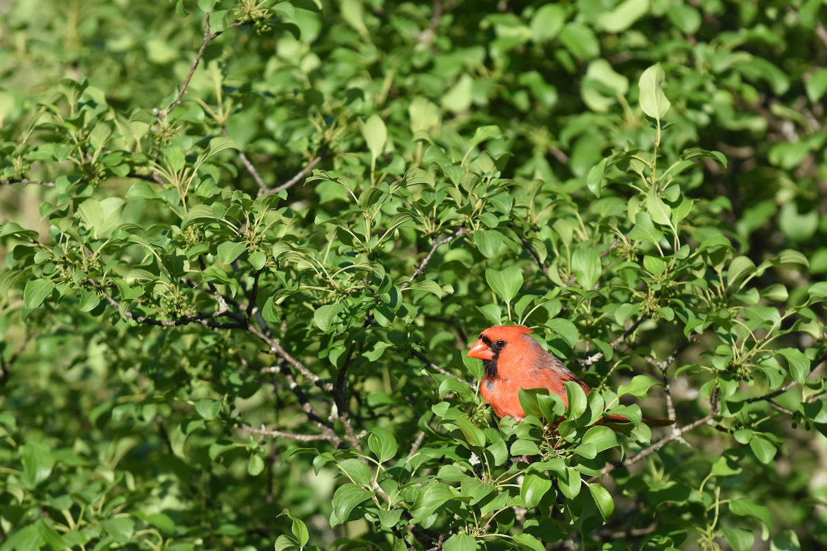 Northern Cardinal - ML620429797