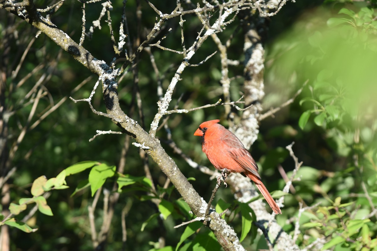 Northern Cardinal - ML620429798