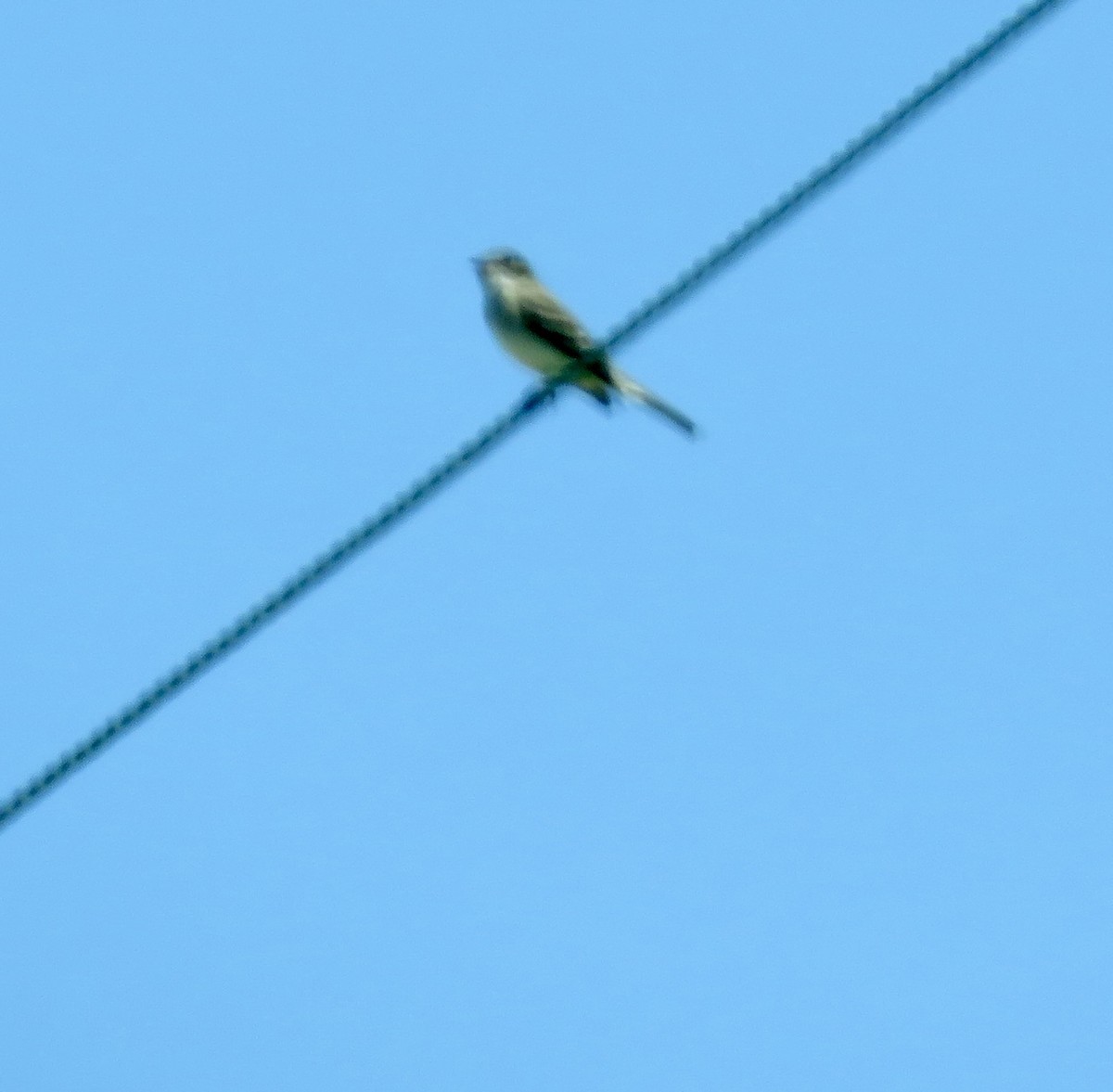 Willow Flycatcher - ML620429799