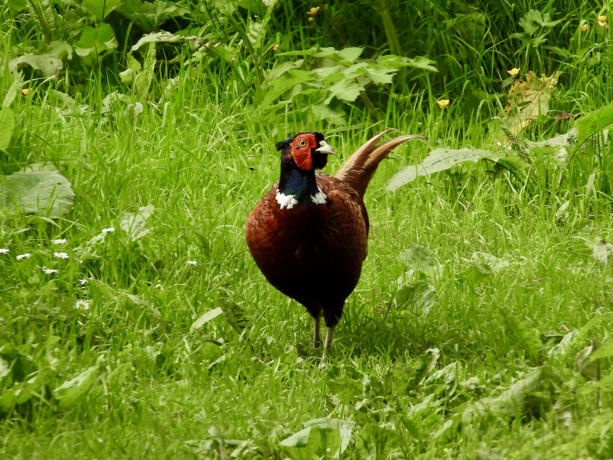 Ring-necked Pheasant - ML620429802