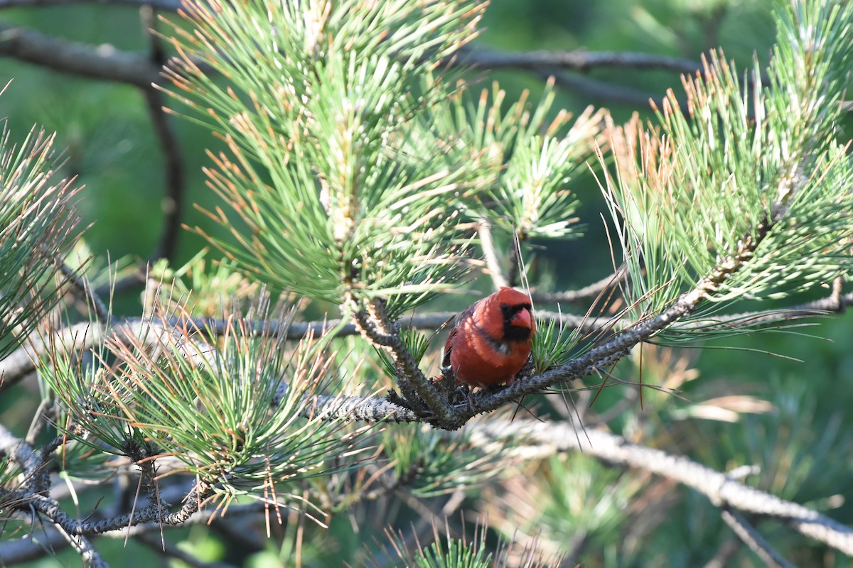 Northern Cardinal - ML620429806