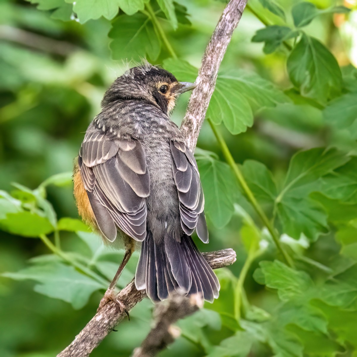 American Robin - ML620429813