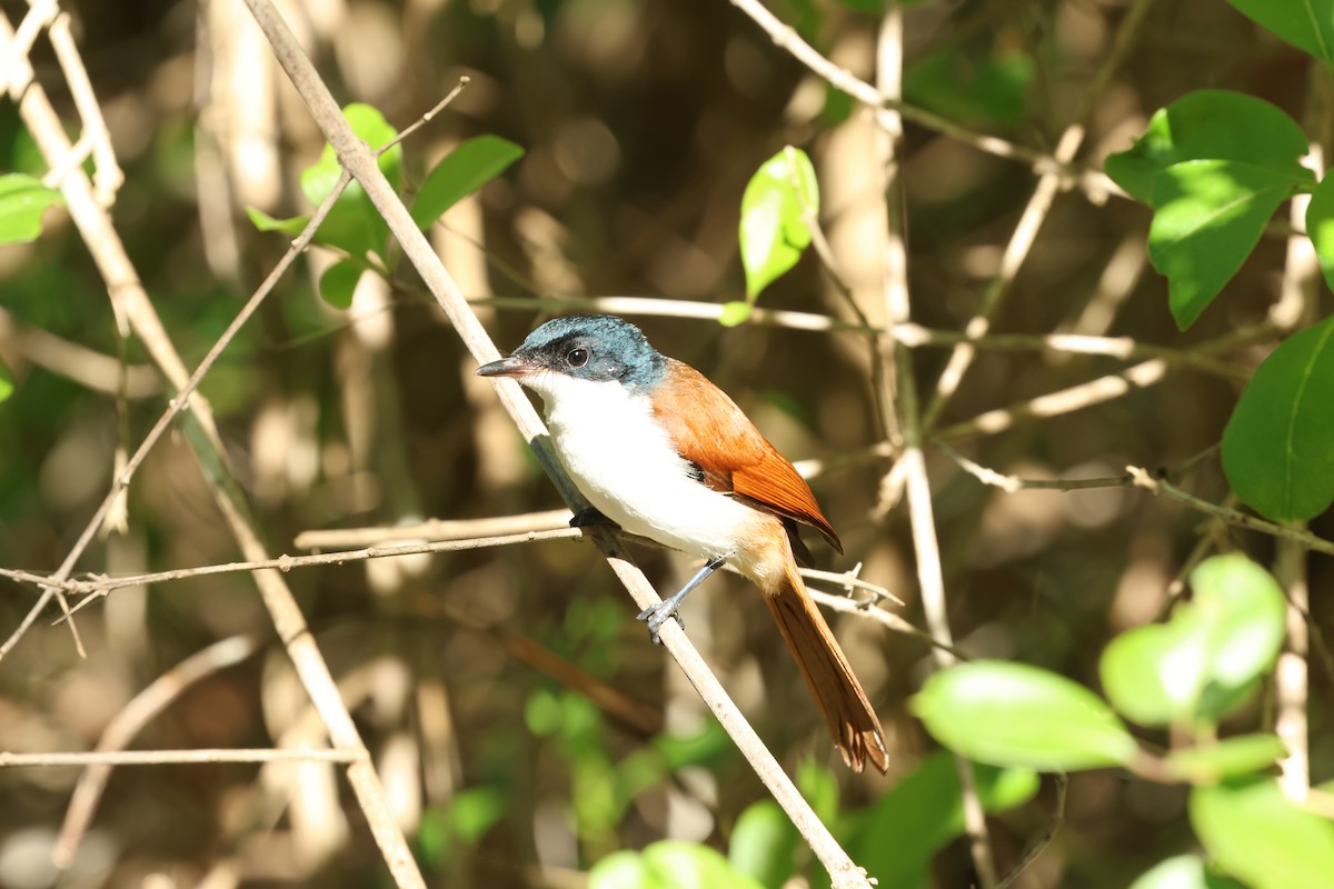 Shining Flycatcher - ML620429814