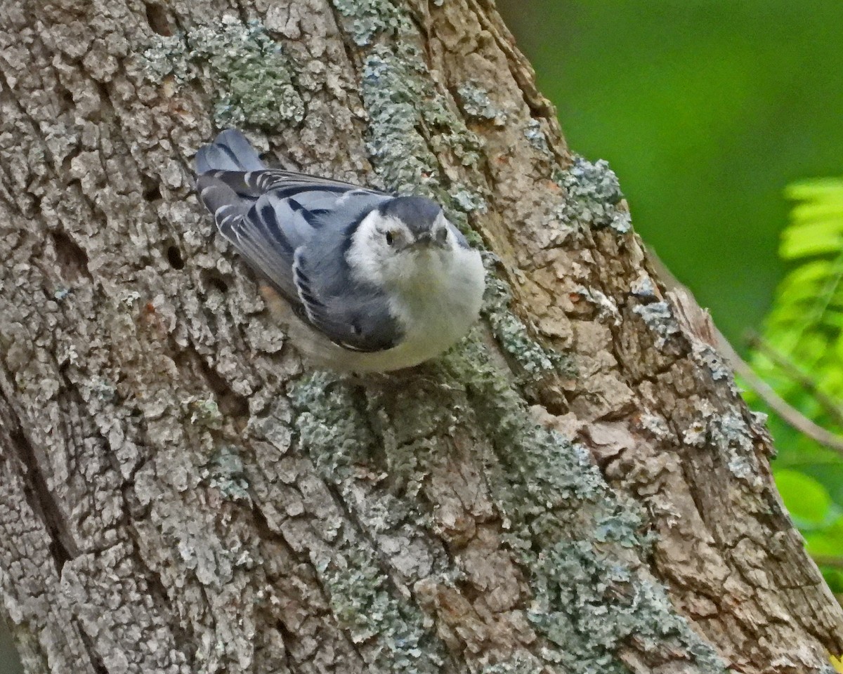 White-breasted Nuthatch - ML620429816