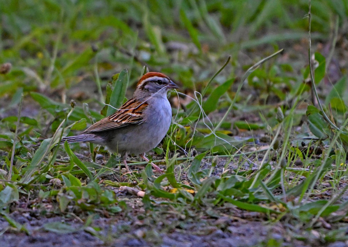 Chipping Sparrow - ML620429817