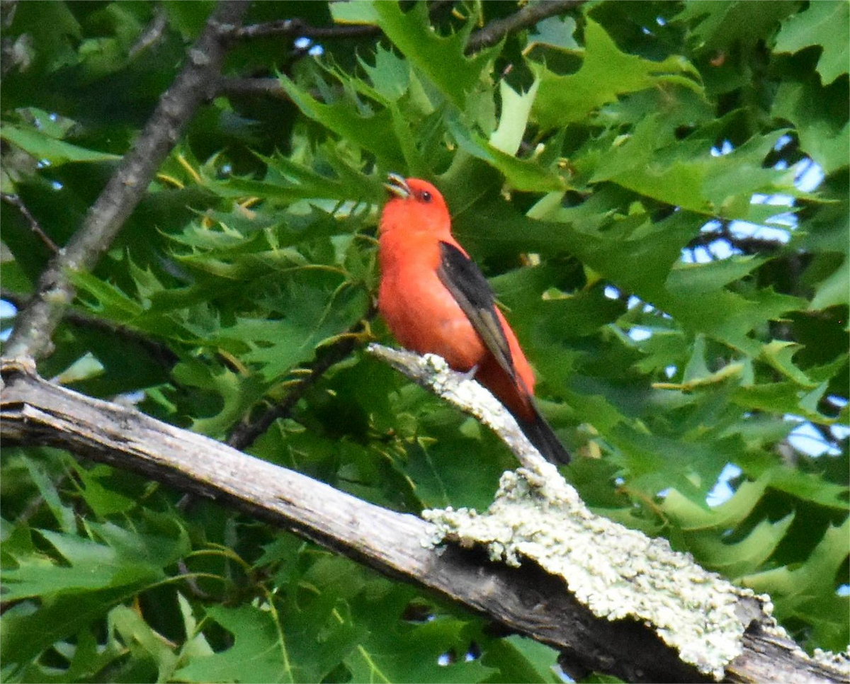 Scarlet Tanager - ML620429821