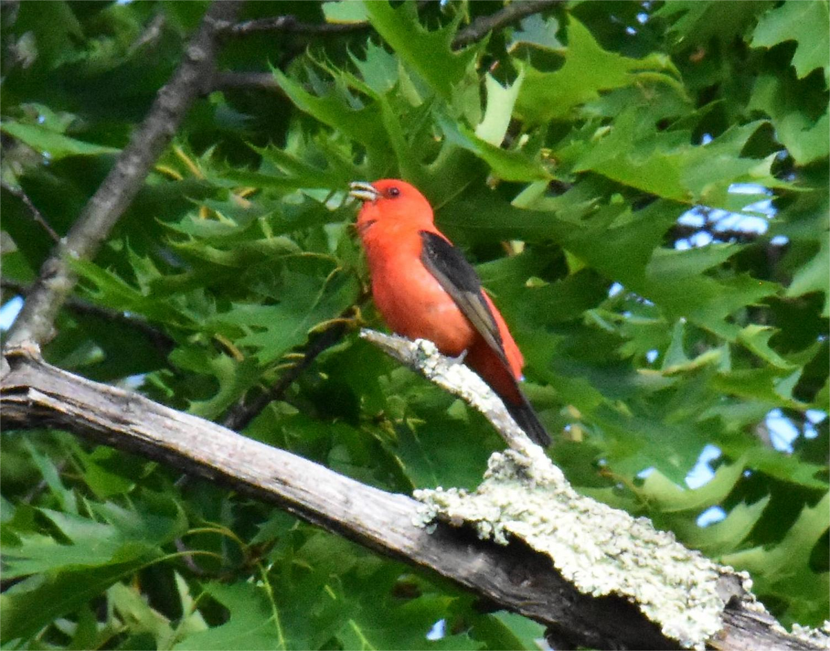 Scarlet Tanager - ML620429823