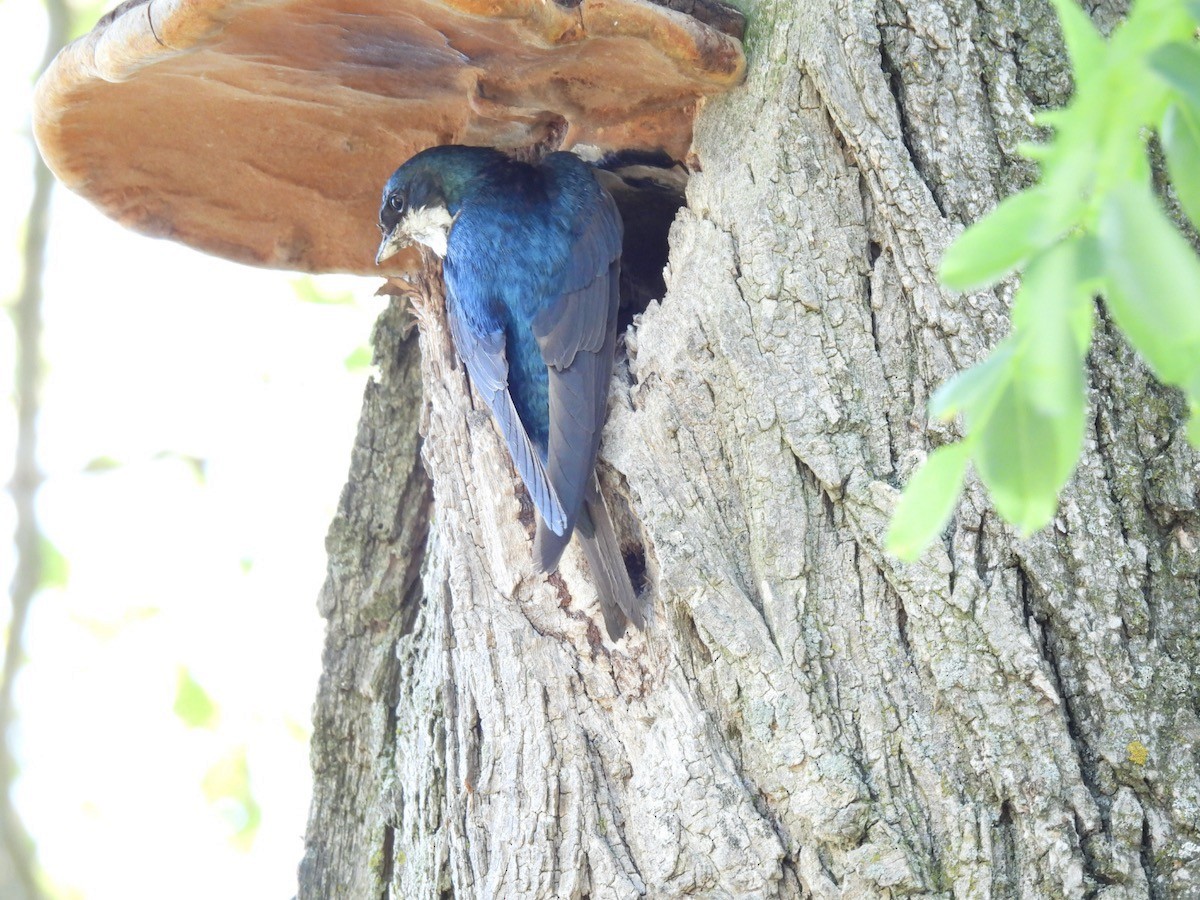 Tree Swallow - ML620429825