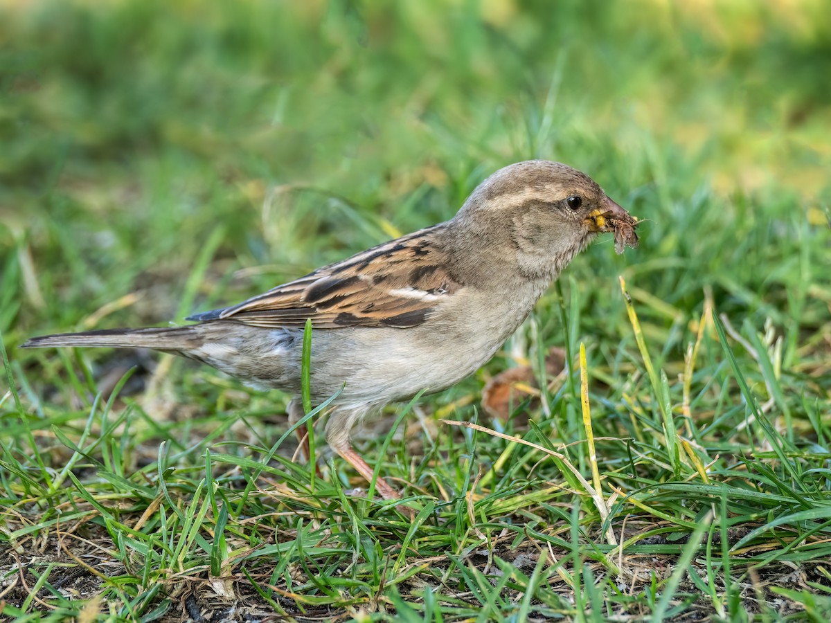 House Sparrow - ML620429830