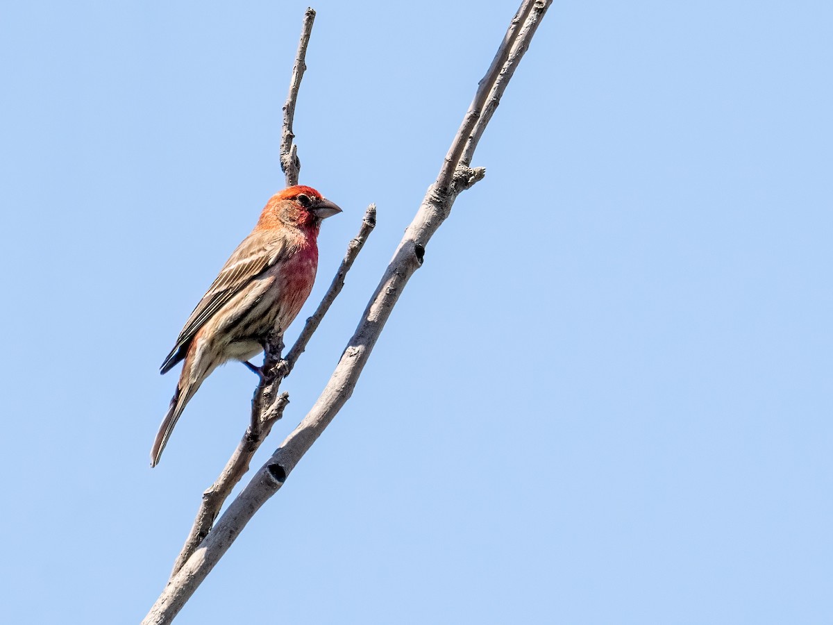 House Finch - ML620429834