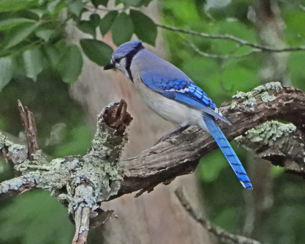 Blue Jay - ML620429835