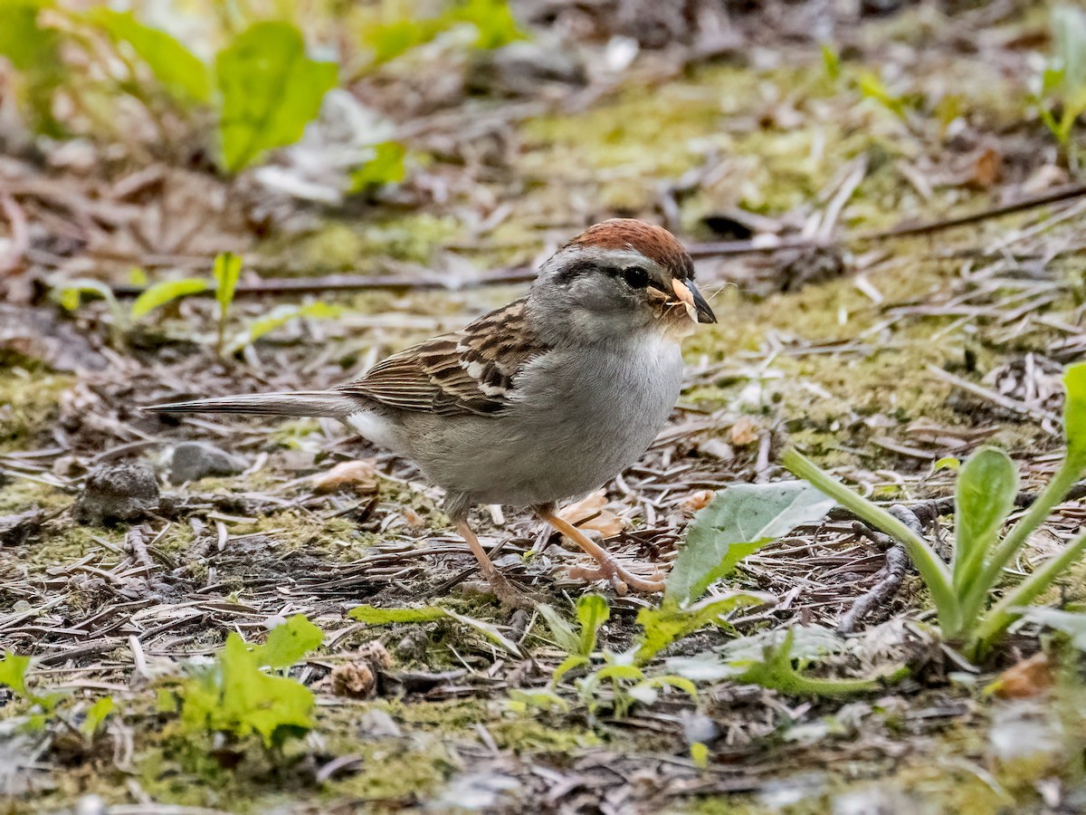 Chipping Sparrow - ML620429836