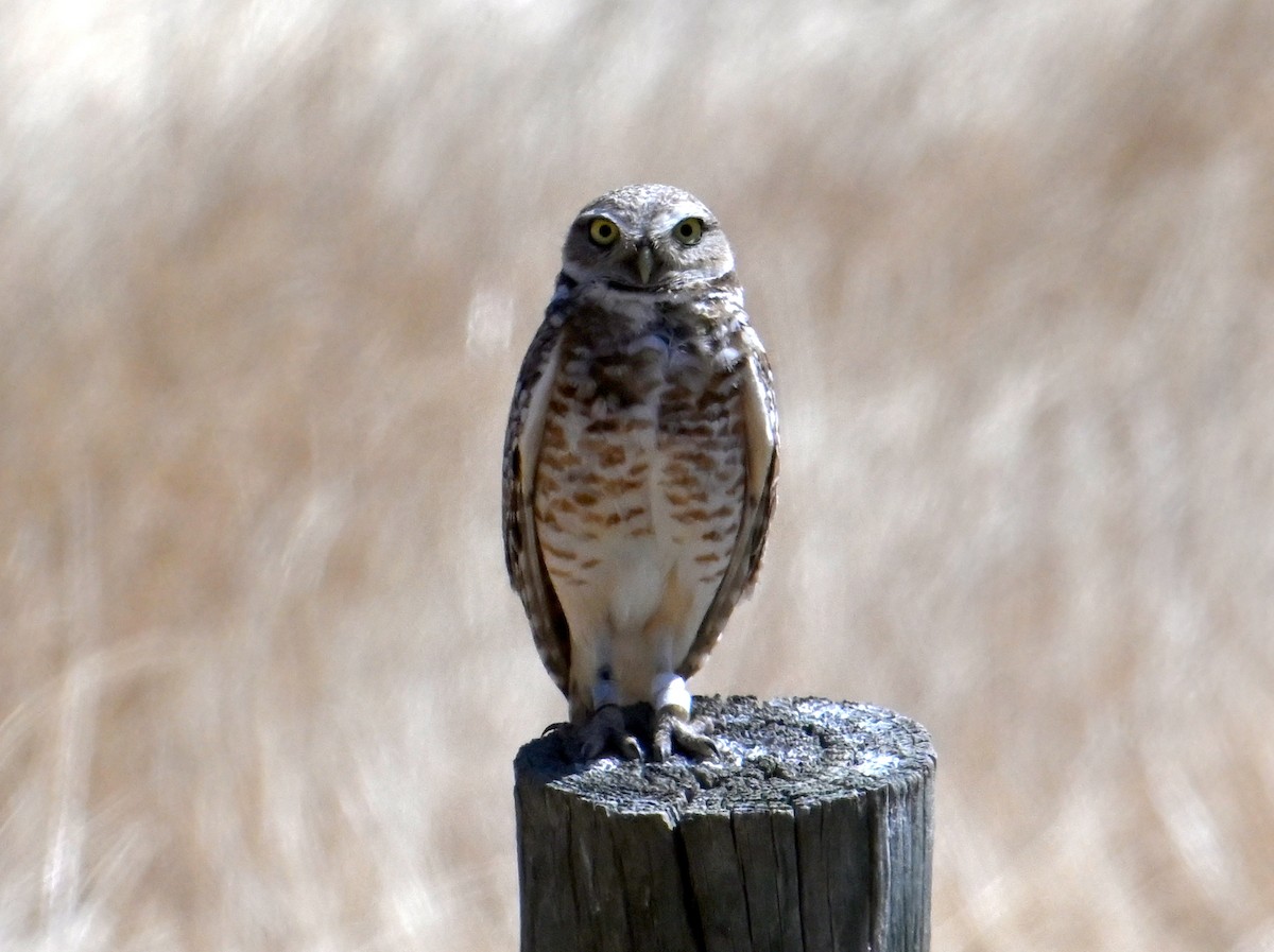 Burrowing Owl - ML620429838