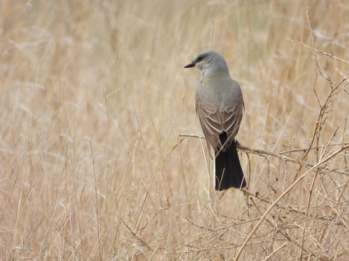 Western Kingbird - ML620429840