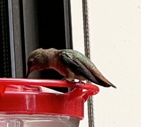 Rufous Hummingbird - ML620429845