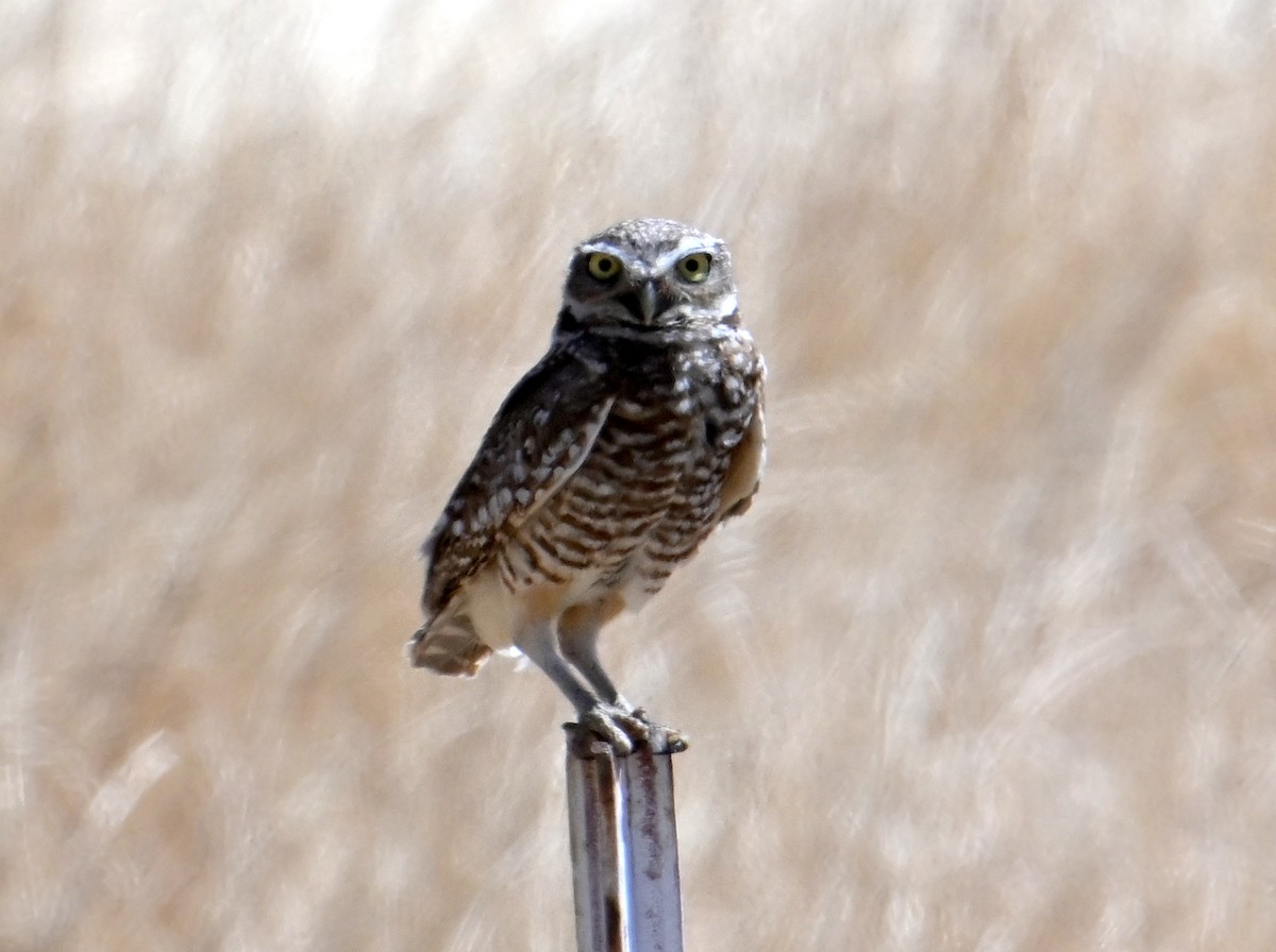 Burrowing Owl - ML620429848