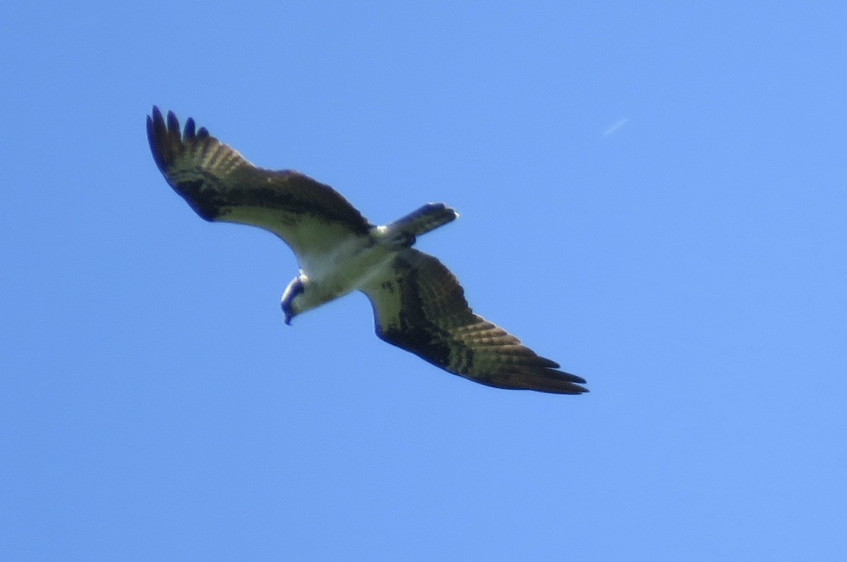 Águila Pescadora - ML620429849