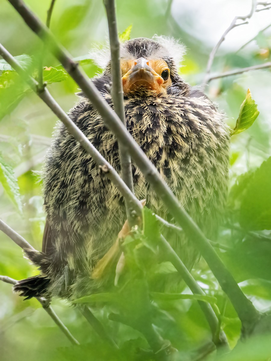 Red-winged Blackbird - ML620429850