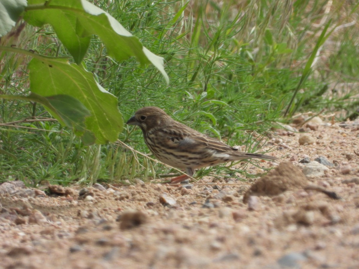 Lark Bunting - ML620429853